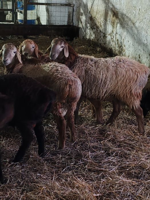 Козы кошкарлар сатылады линия Арашан 1жаска толмаган тукымдыкка