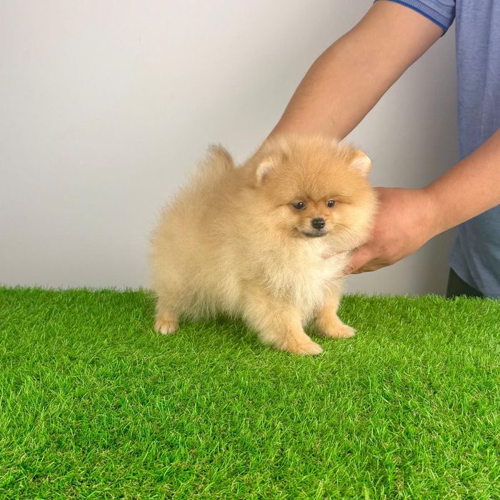 Pui pomeranian cu pedigree