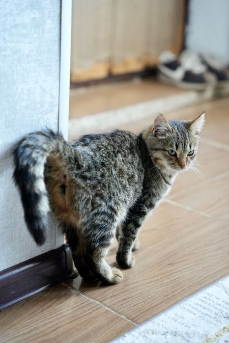 Отдам котенка девочку