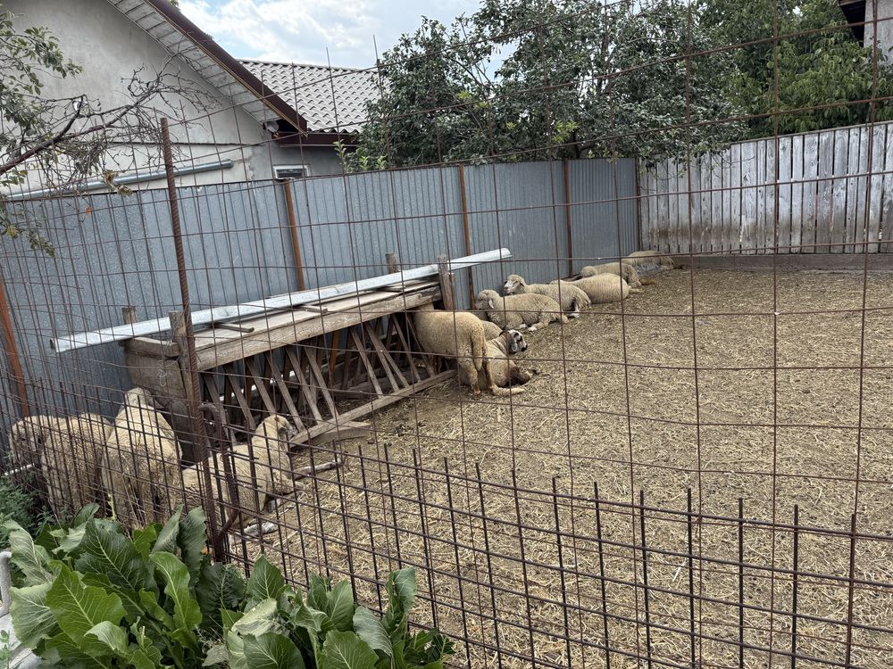 Oi si cârlani! Sunati pentru detalii !