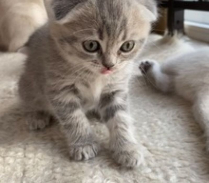 Шотландские малыши