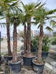 Palmieri trachycarpus