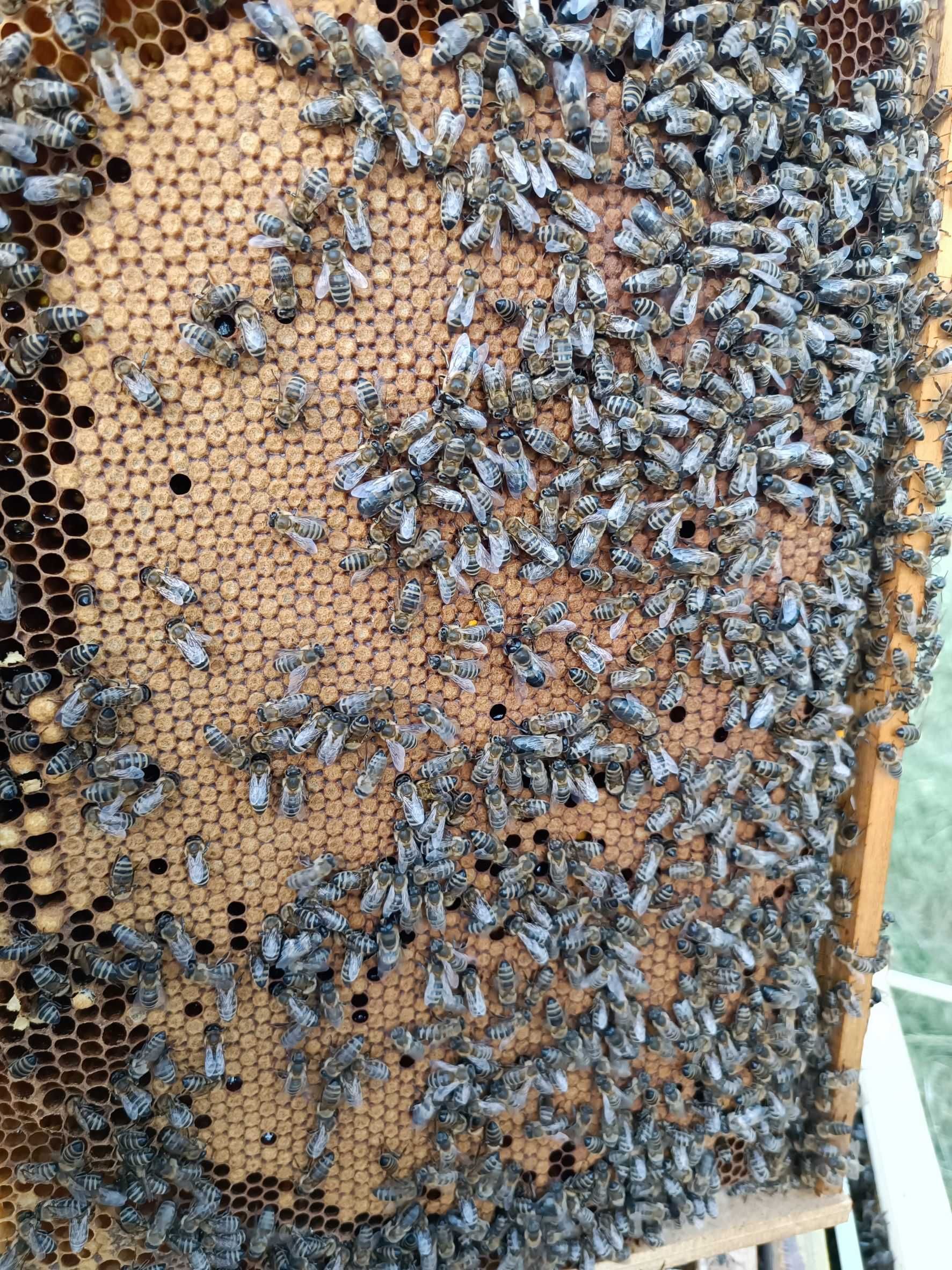 Vand 20 de stupi, familii de albine de productie