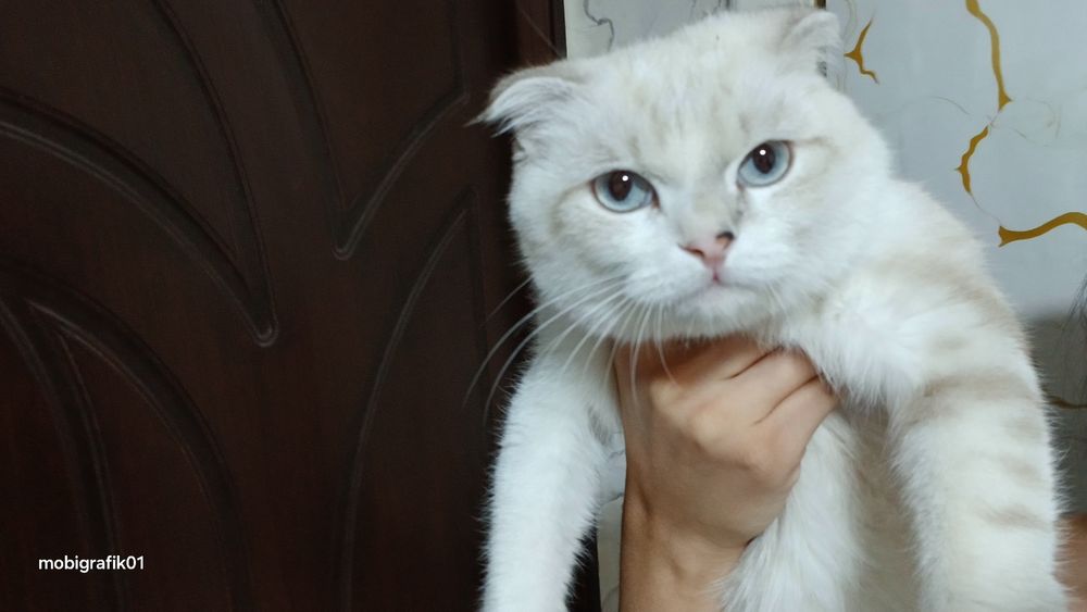 Scottish Fold 4 oylik o'g'il narxi 150$