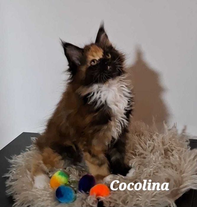 Felisa Autorizata WCF-rasa Maine Coon-Pedigree-Timisoara