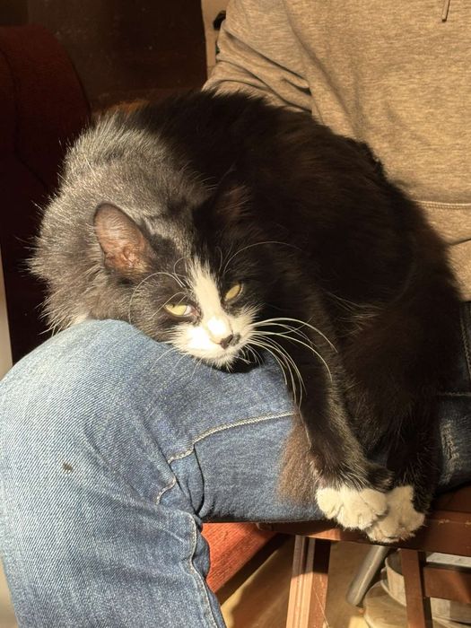 Коте Рея търси своите Хора