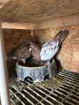 Porumbei Voiajori Karel Meulemans