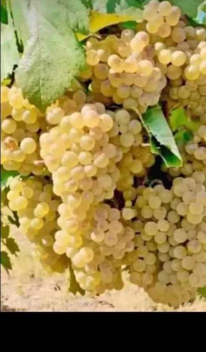 Vand struguri de vin