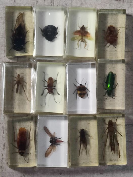 DeAgostini-insecte în rășină