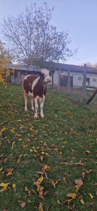 Vând o vaca din cele doua!