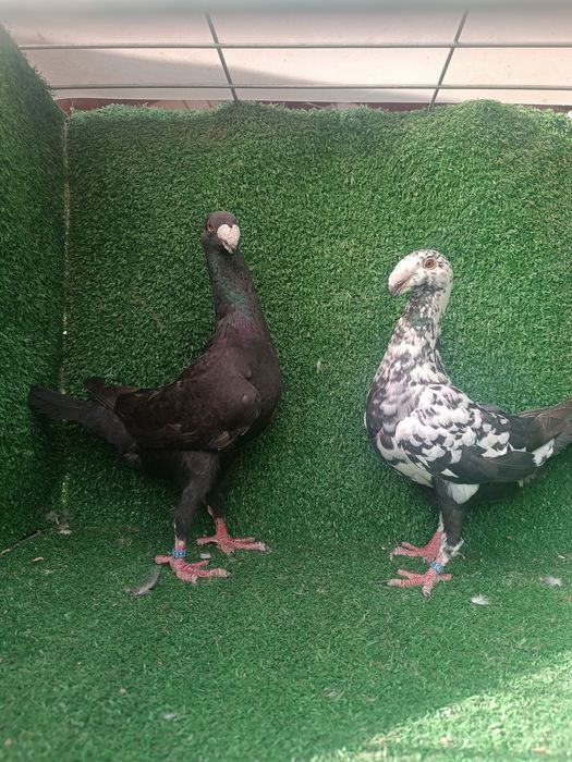 Porumbei voiajori germani