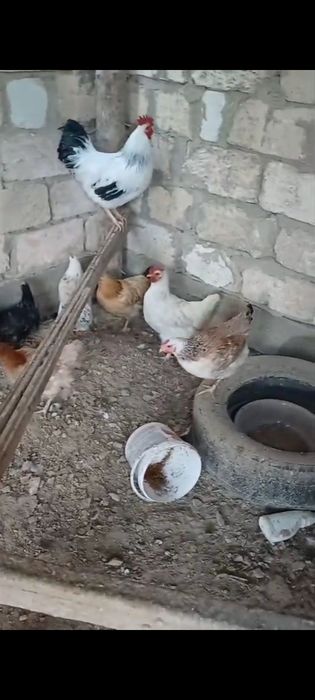 Тауыктар сатылады