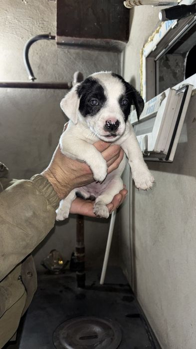 Ищу дом для щенят