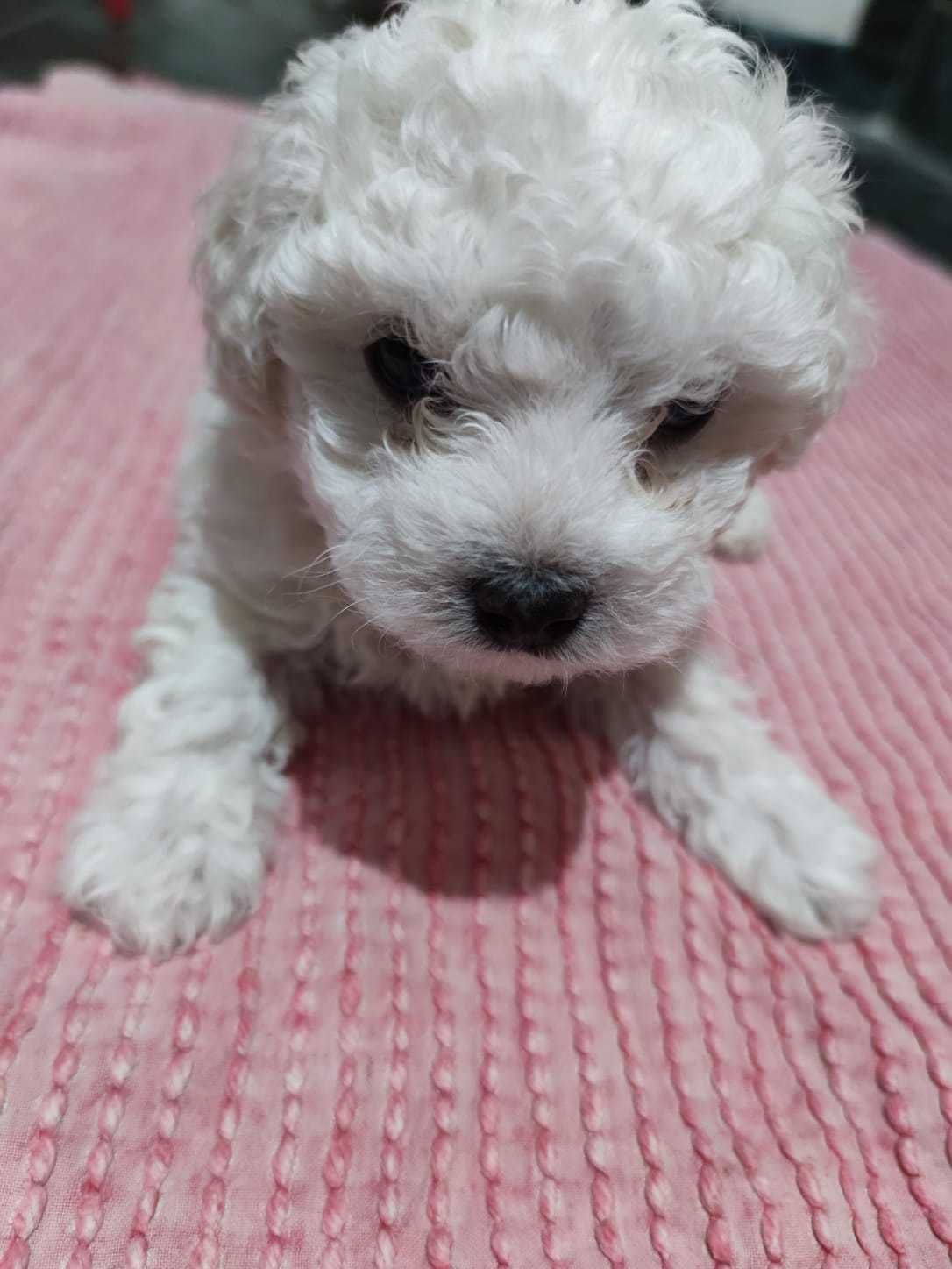 Bichon Maltese Mini Toy