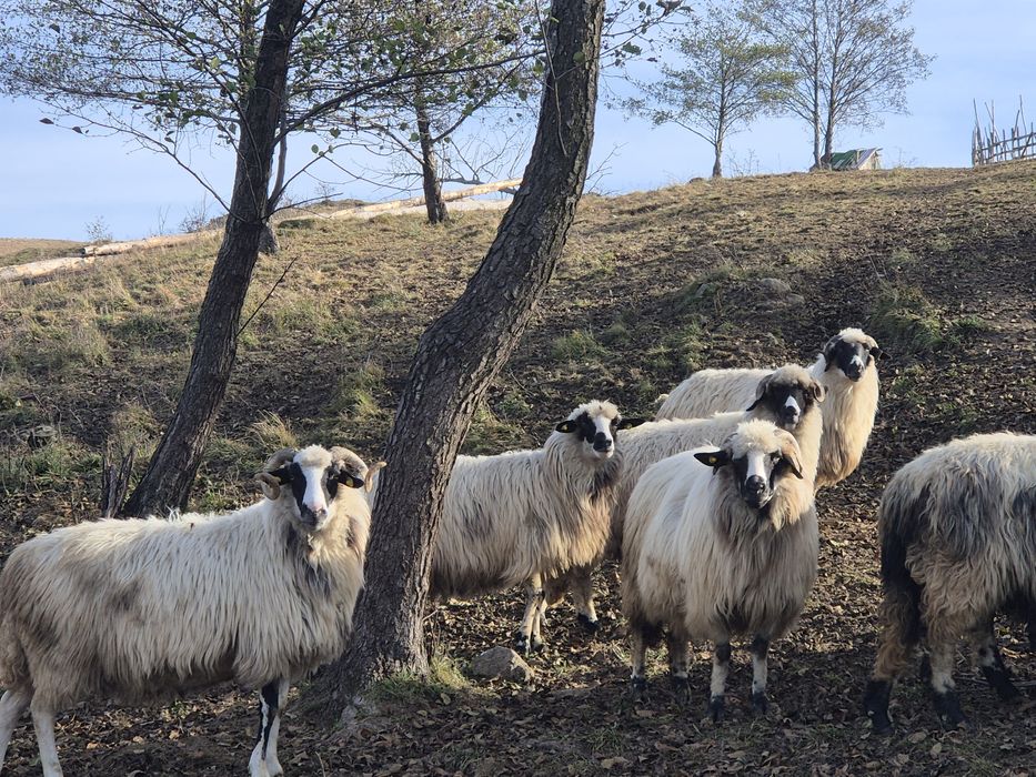 Vand 14 oi și un berbec  , doar una este la a 4 fatare .