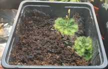 Seminte de planta carnivora (din cadrul complexului drosera spatulata)