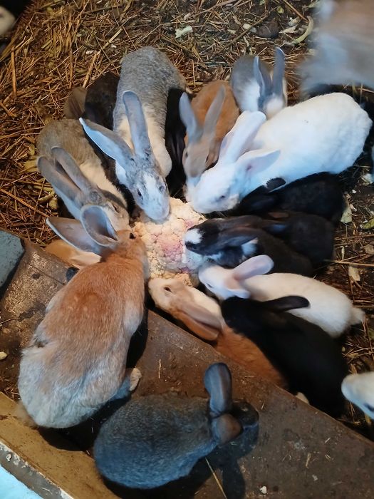 Vand iepurasi de casa