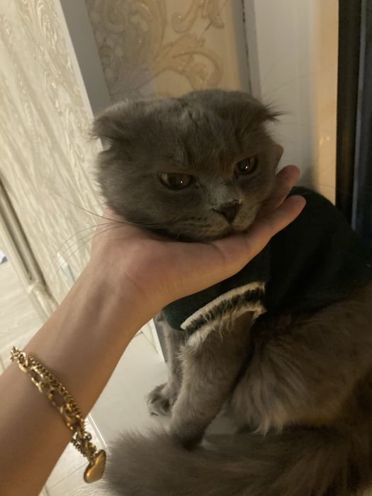 Потерялся кот!помогите найти