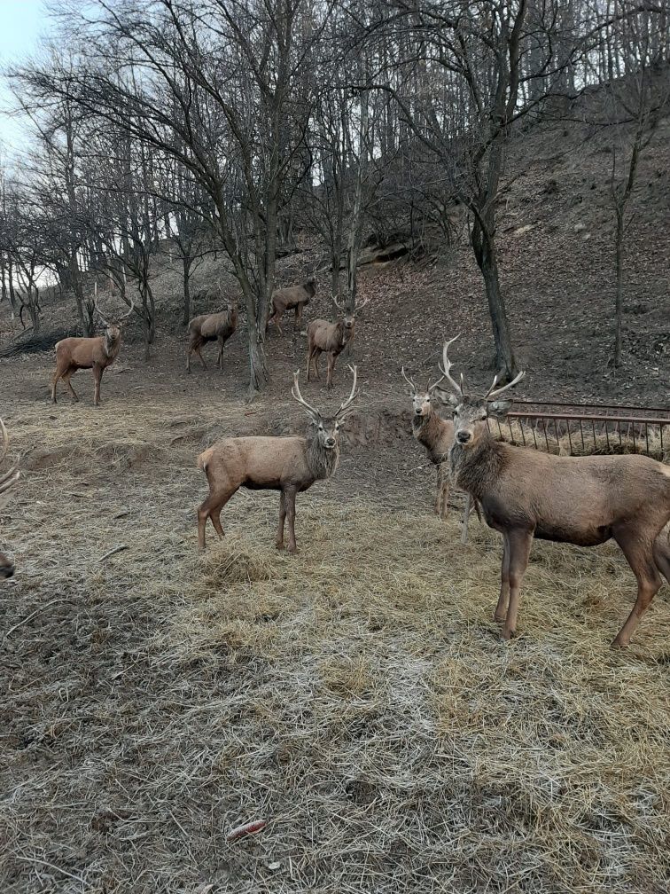 Cervus elaphus masculi si femele