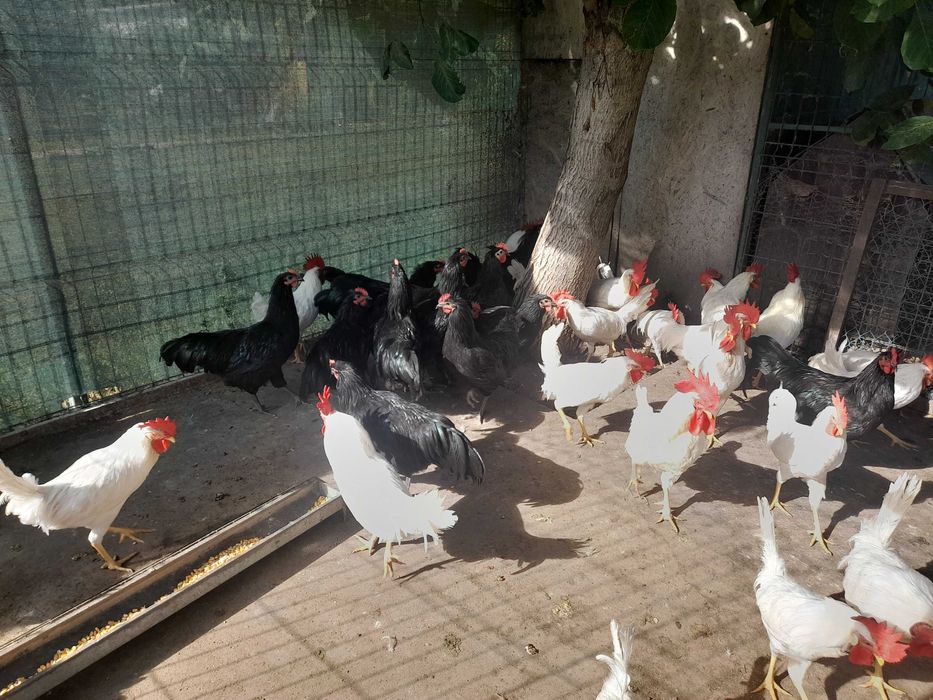 Vand cocosi leghorn si australorp 2025