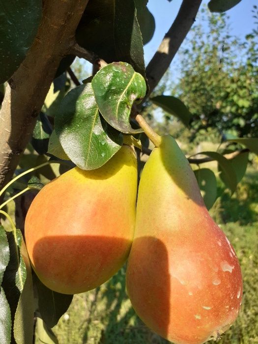 Pomi fructiferi  direct din pepiniera