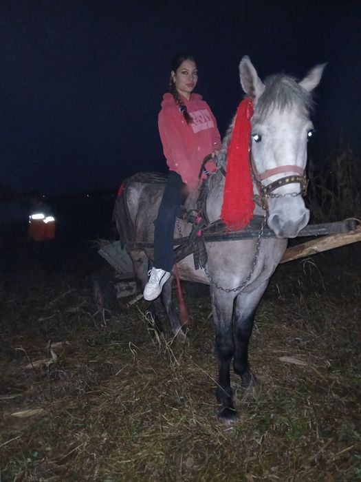 De vânzare iapa de 3 ani