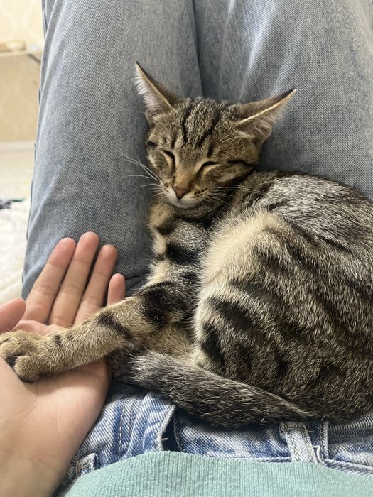 Котенок 4,5 месяцный , умный , чистый