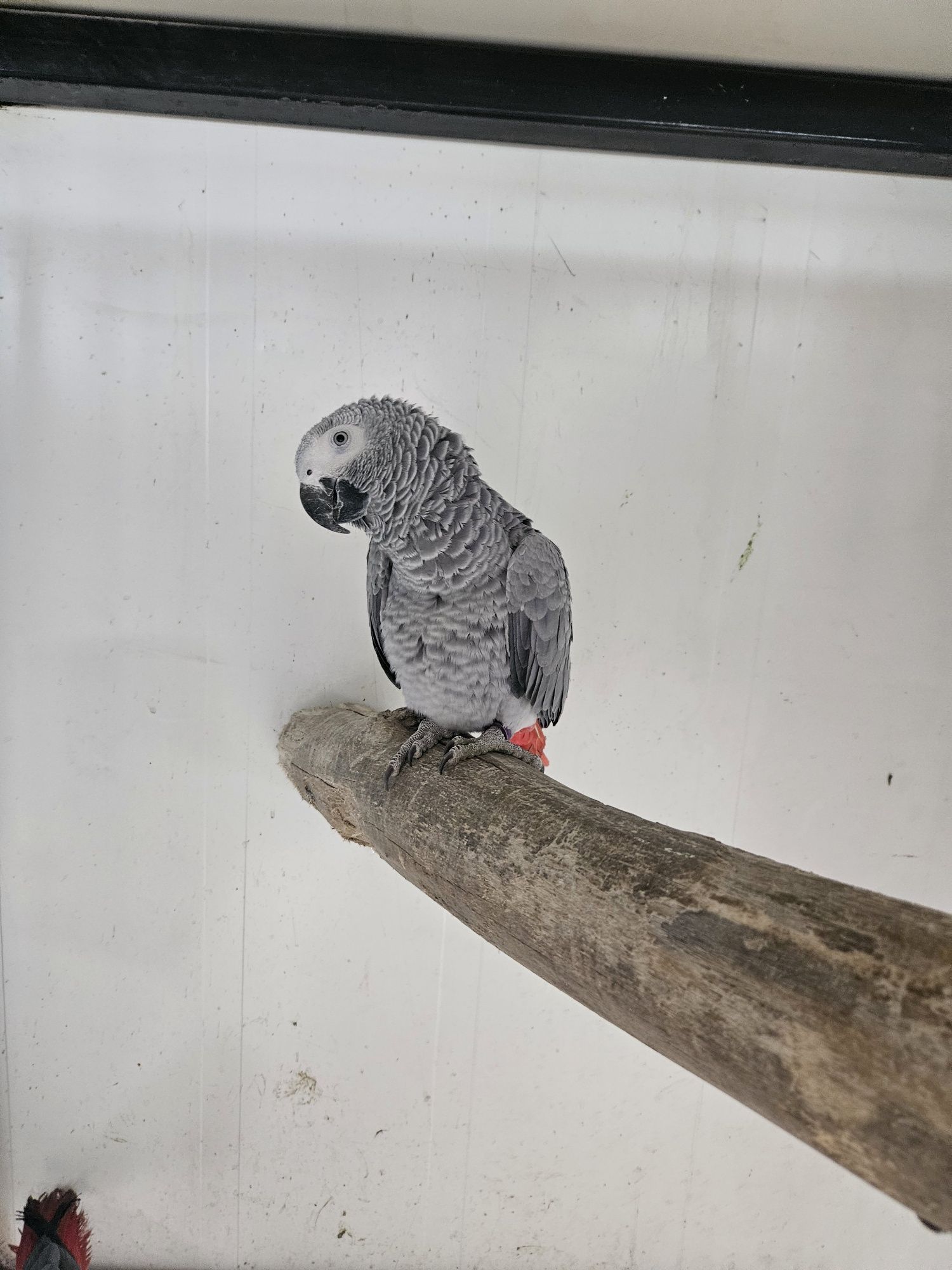 Papagal jako african grey