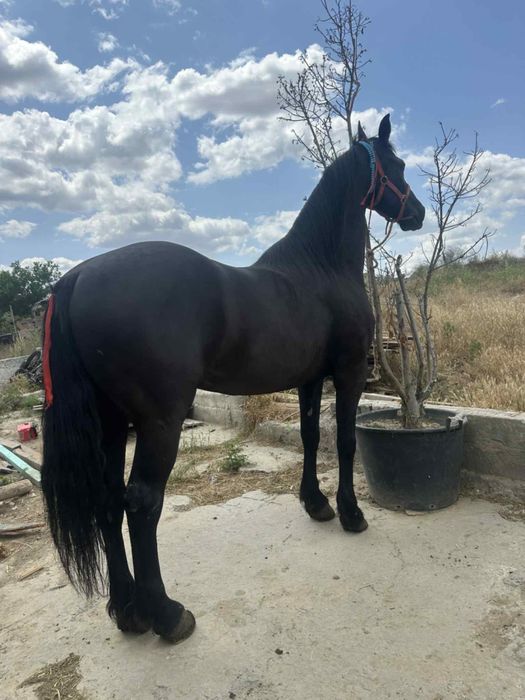 Frizian de vanzare si iapa