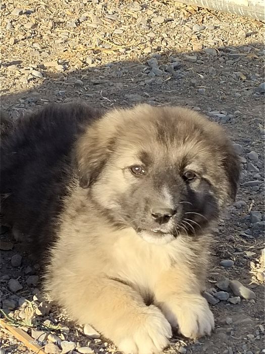 щенок 1,5 мес мальчик