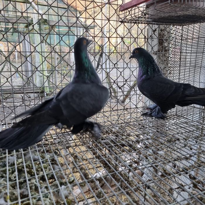 Porumbei diverse rase