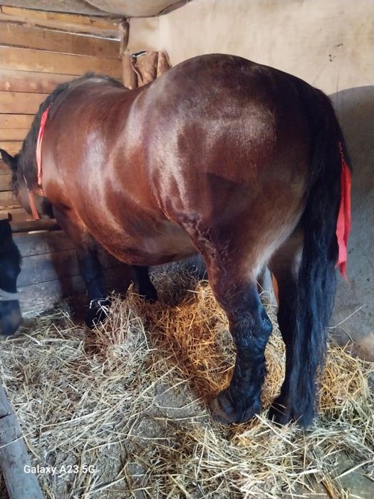 2 iepe de vînzare Roșia gestanta 8 luni are 4ani și neagra are 5 ani