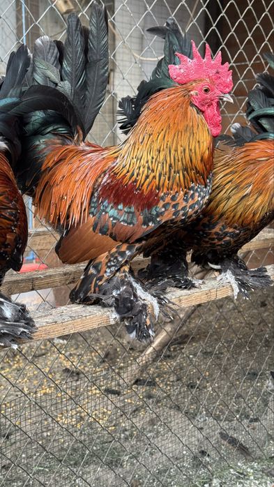 Mii de flori auriu portelan pe rosu