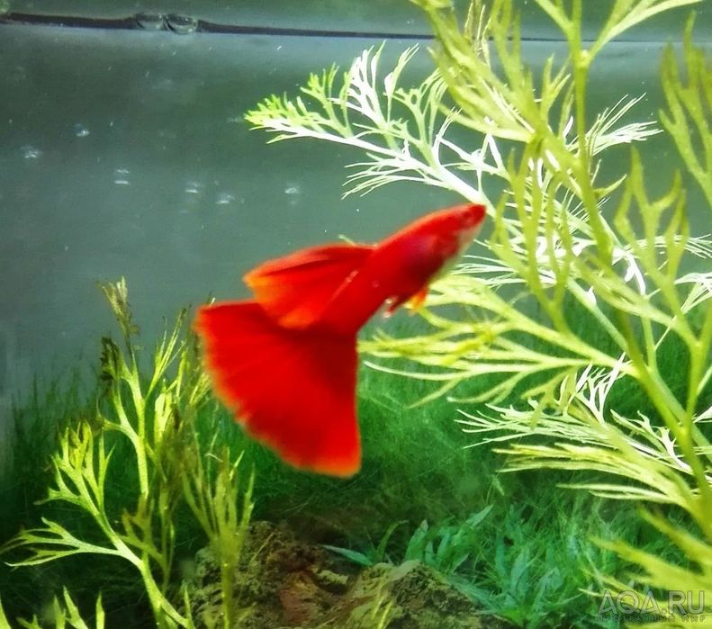 Красный Гуппи  аквариум балық сатылады