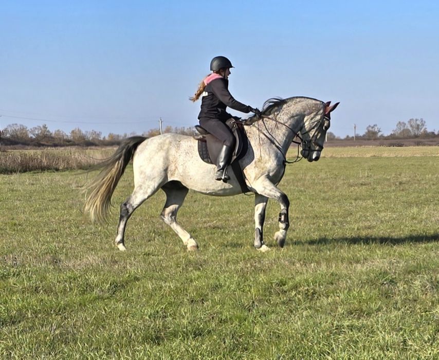 Cai de Sport Lipițan, KWPN