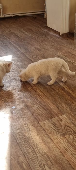 Котята  продаются