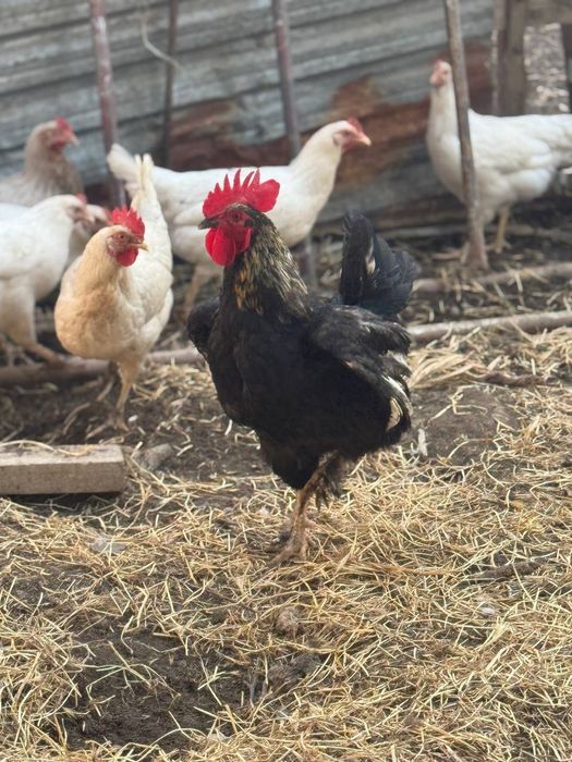 Xoroz sotiladi 2 ta qora