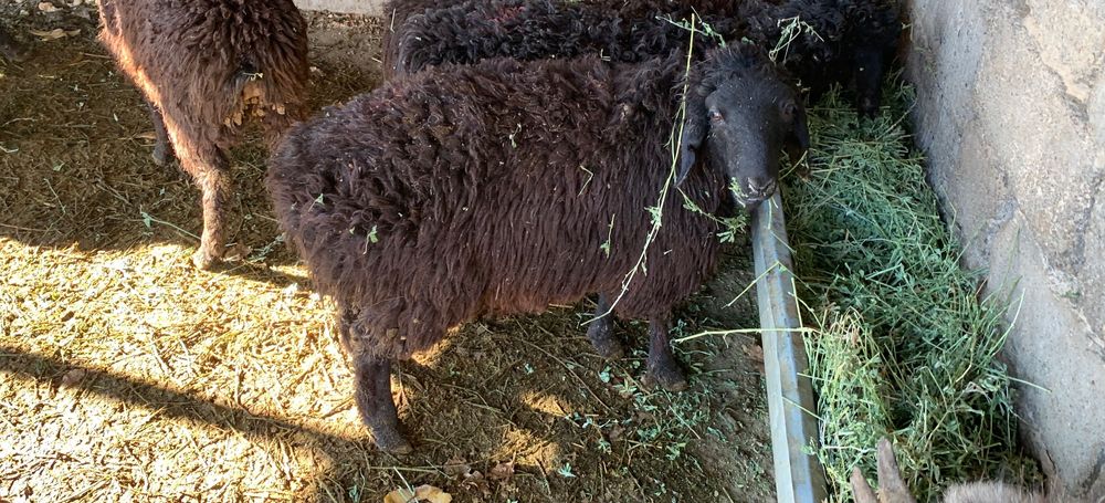 Қозы сатылады ватсапка жазынвздар