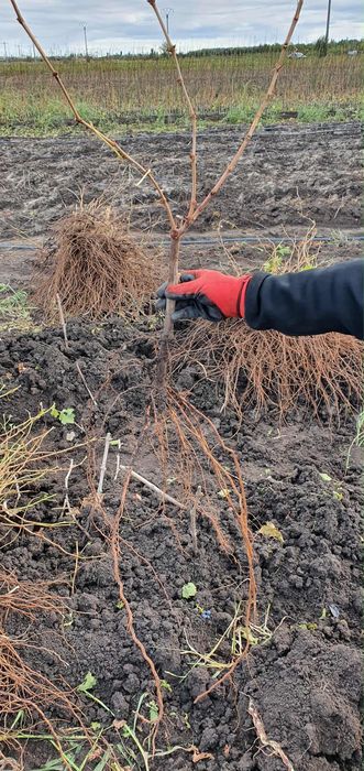 Vita de vie de calitate