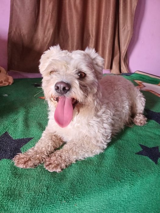 Bichon mascul alb