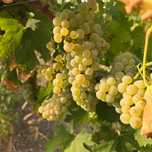 Vând struguri de vin