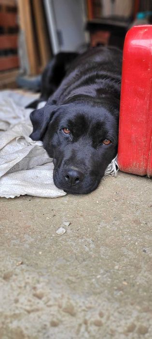 Donez caine labrador - rotweiler !!!