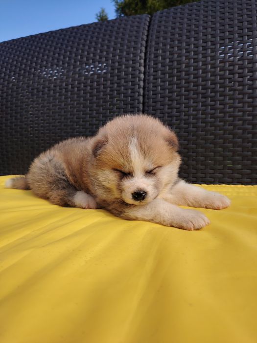 Femela Akita Inu cu pedigree A