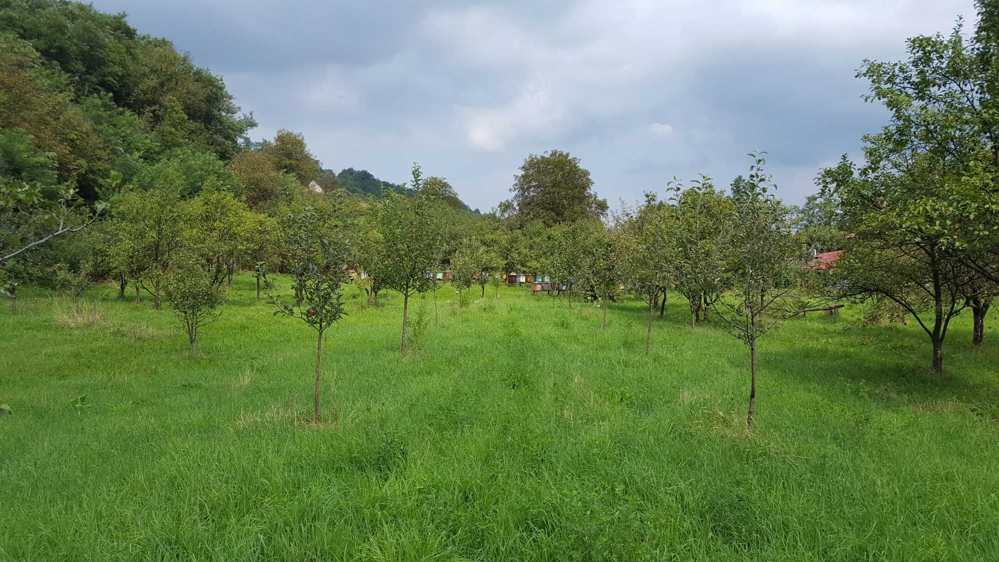 grădină de vânzare, Costești Hunedoara