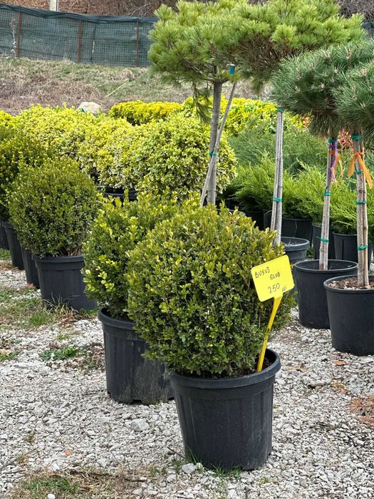 Plante Mature pentru un Impact Vizual Imediat