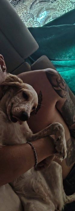 Ищем кобеля для вязки срочно