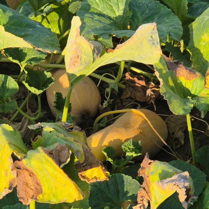 Vand bostani ptr placinta, gust si aromă deosebit, produs tradițional