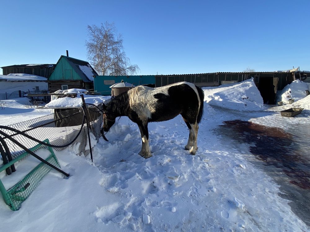 Продам обученного Коня