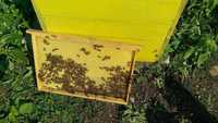 Восъчни основи за пчели - ТЕЖКИ