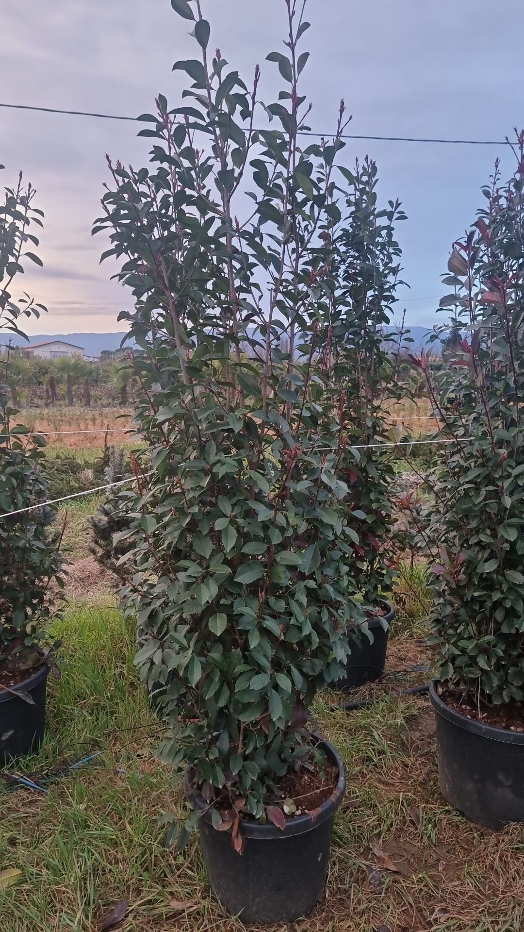 photinia red robin ( tija si spalier)